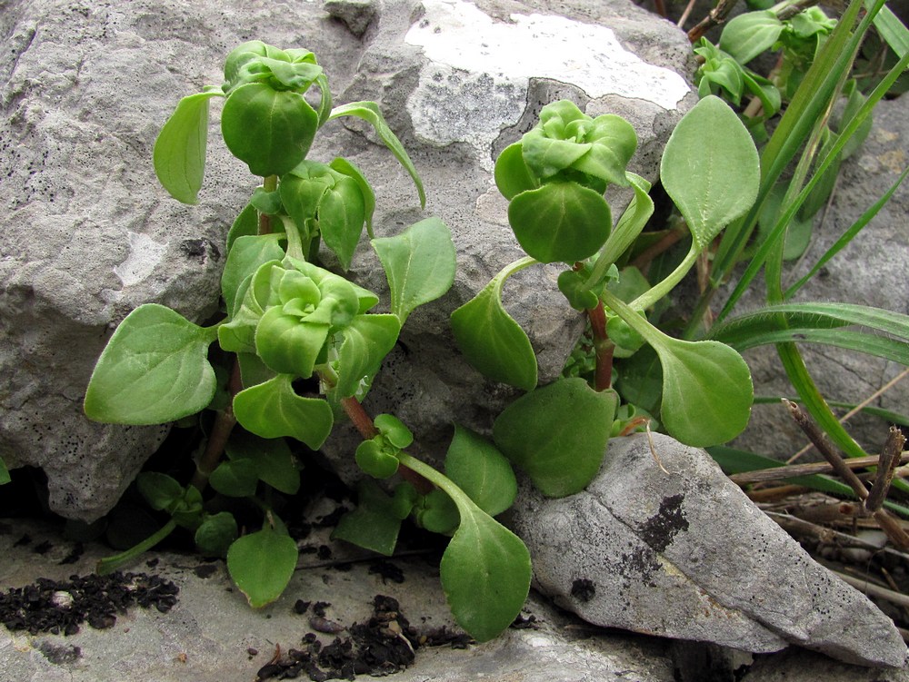 Изображение особи Theligonum cynocrambe.