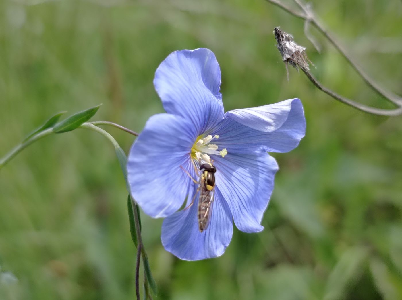 Изображение особи Linum austriacum.