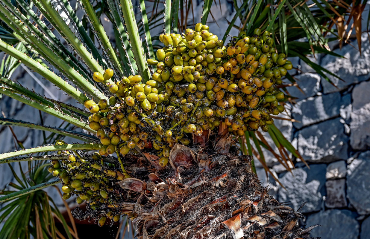 Image of Chamaerops humilis specimen.