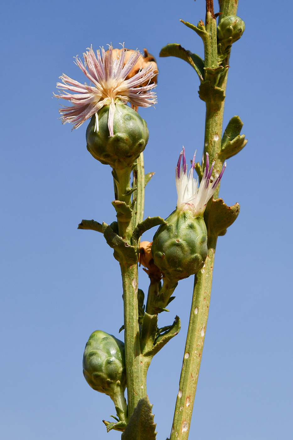 Image of Plagiobasis centauroides specimen.