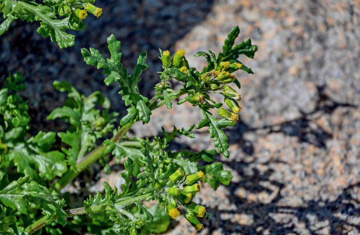 Image of Senecio vulgaris specimen.