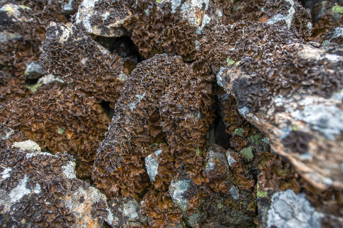 Image of genus Umbilicaria specimen.