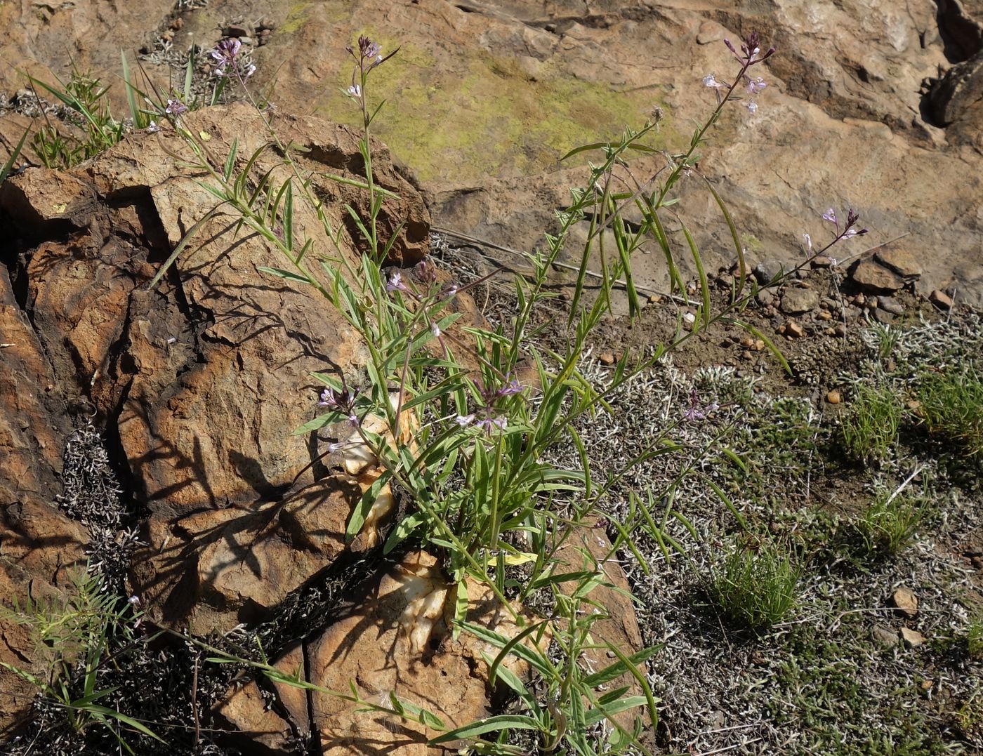 Изображение особи род Cleome.