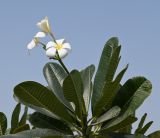 Plumeria obtusa. Верхушка цветущего побега. ОАЭ, Дубай, парк \"Эль Мамзар\", в песке. 28.02.2026.