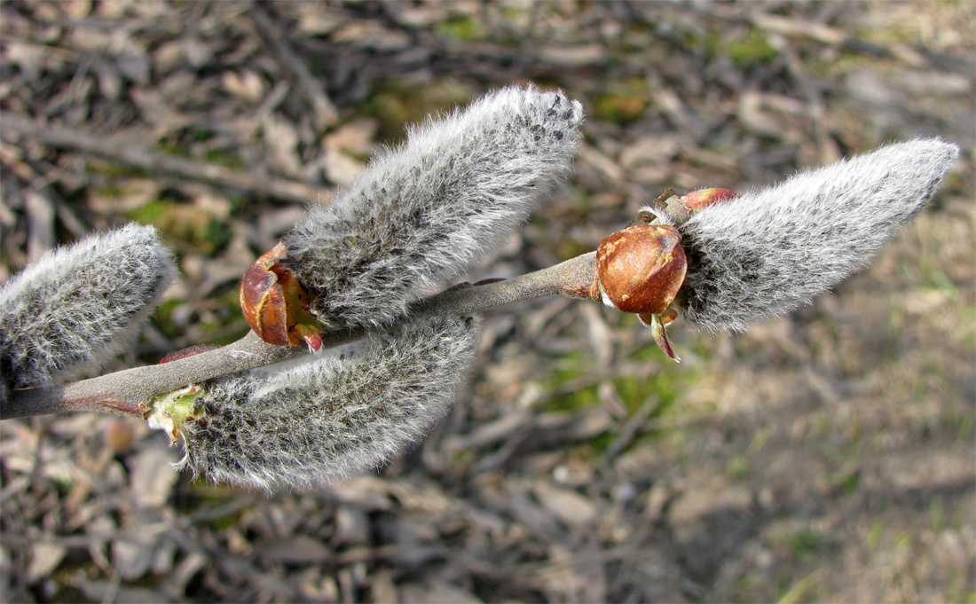 Image of Salix cinerea specimen.