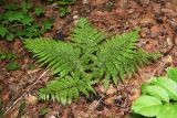 Athyrium sinense. Вегетирующее растение. Приморский край, окр. г. Владивостока, п-ов Муравьёва-Амурского, в широколиственном лесу. 25.05.2018.