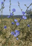 Cichorium intybus
