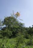 Caesalpinia gilliesii. Цветущее растение (реликт культуры?). ЮАР, пров. Гаутенг, пригород Киблер Парк (Kibler Park), природный запов. \"Клиприверсберг\" (Klipriviersberg Nature Reserve), ферма семьи Морей (Marais Family), залежь. 20.01.2025.