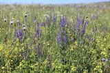 Veronica spuria. Цветущие растения в сообществе с Medicago falcata, Klasea marginata, Stipa kirghisorum и др. злаками. Кыргызстан, Чуйская обл., Жайылский р-н, Сусамырская дол., ок. 5 км к СВ от с. Кожомкул. ок. 2300 м н.у.м., каменистый луговой склон, разнотравное сообщество. 06.07.2026.