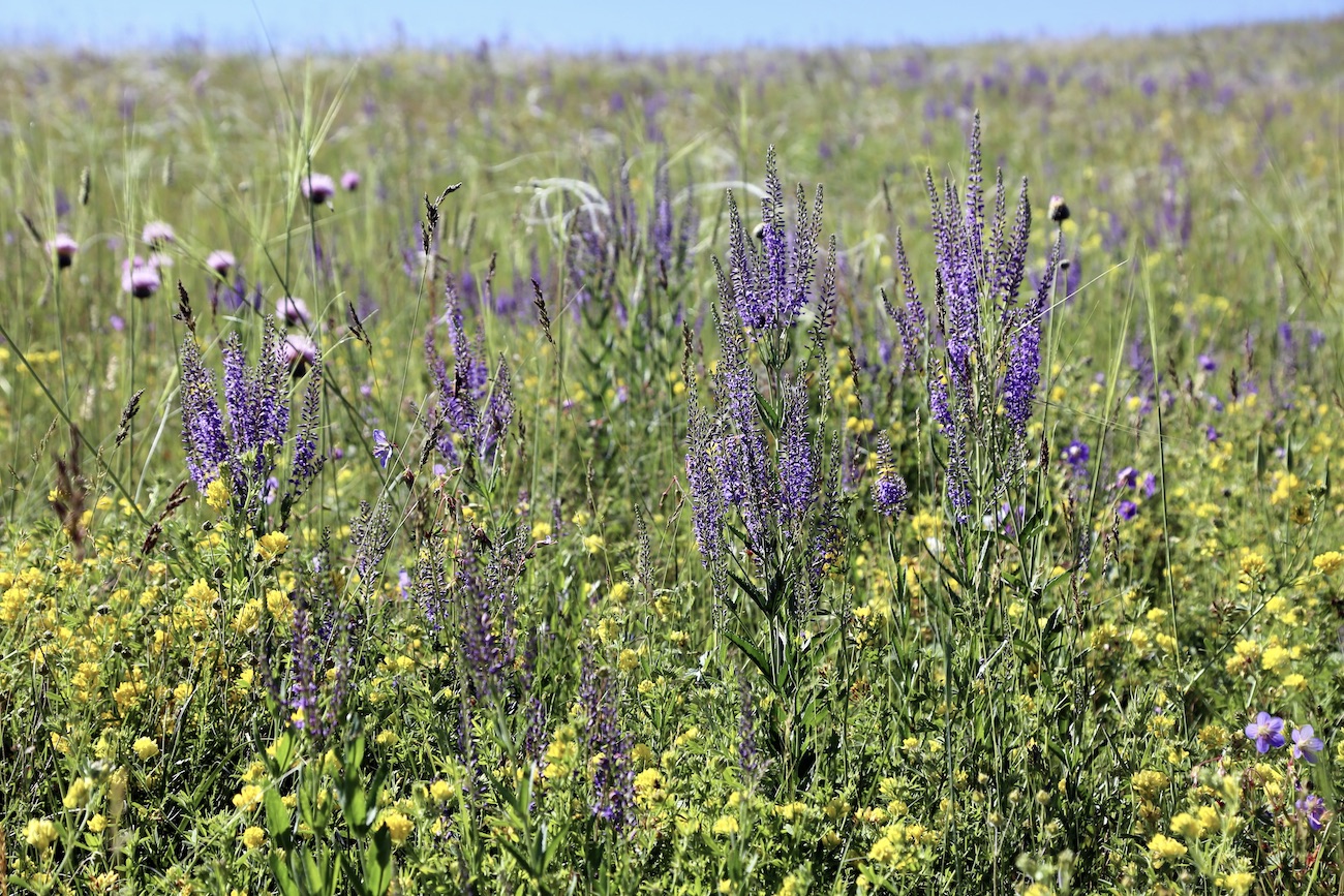 Image of Veronica spuria specimen.