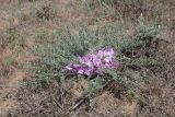 Astragalus dolichophyllus