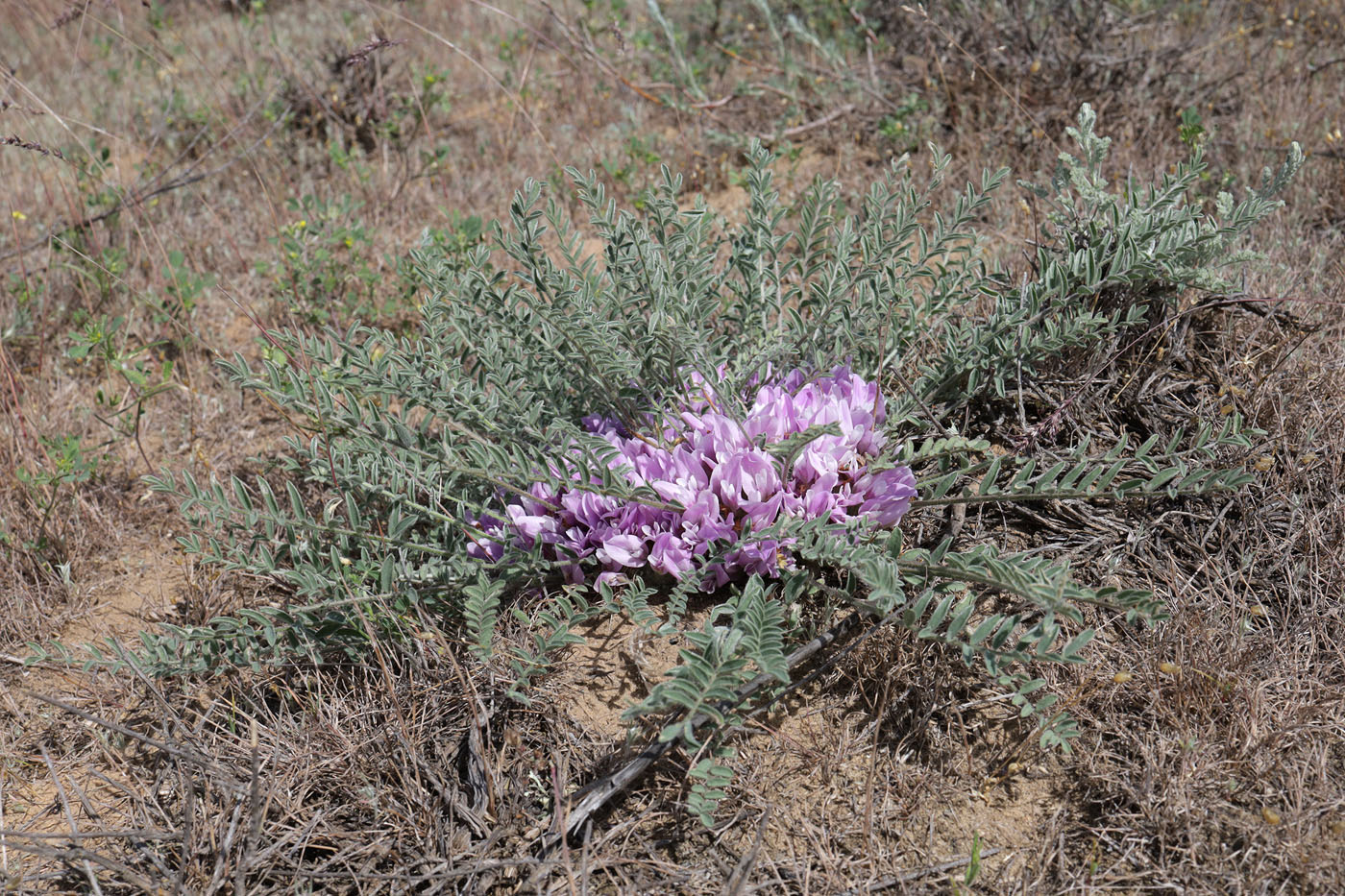 Image of Astragalus dolichophyllus specimen.