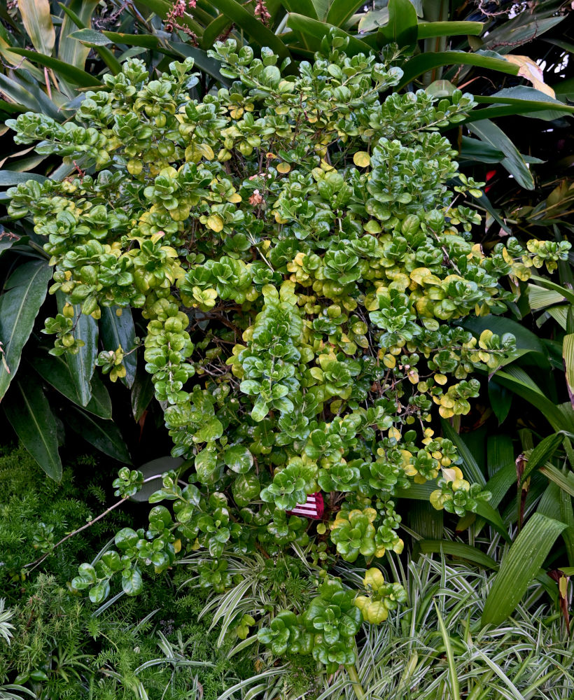 Image of Coprosma repens specimen.