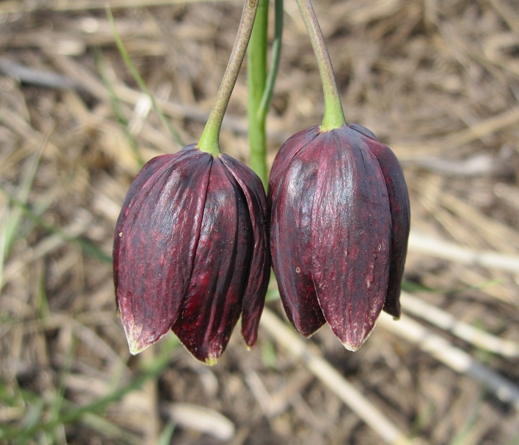 Image of Fritillaria meleagroides specimen.