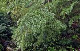 Phyllostachys pubescens. Верхушки побегов. Китай, пров. Аньхой, г. Танкоу, опушка лиственного леса. 29.05.2025.