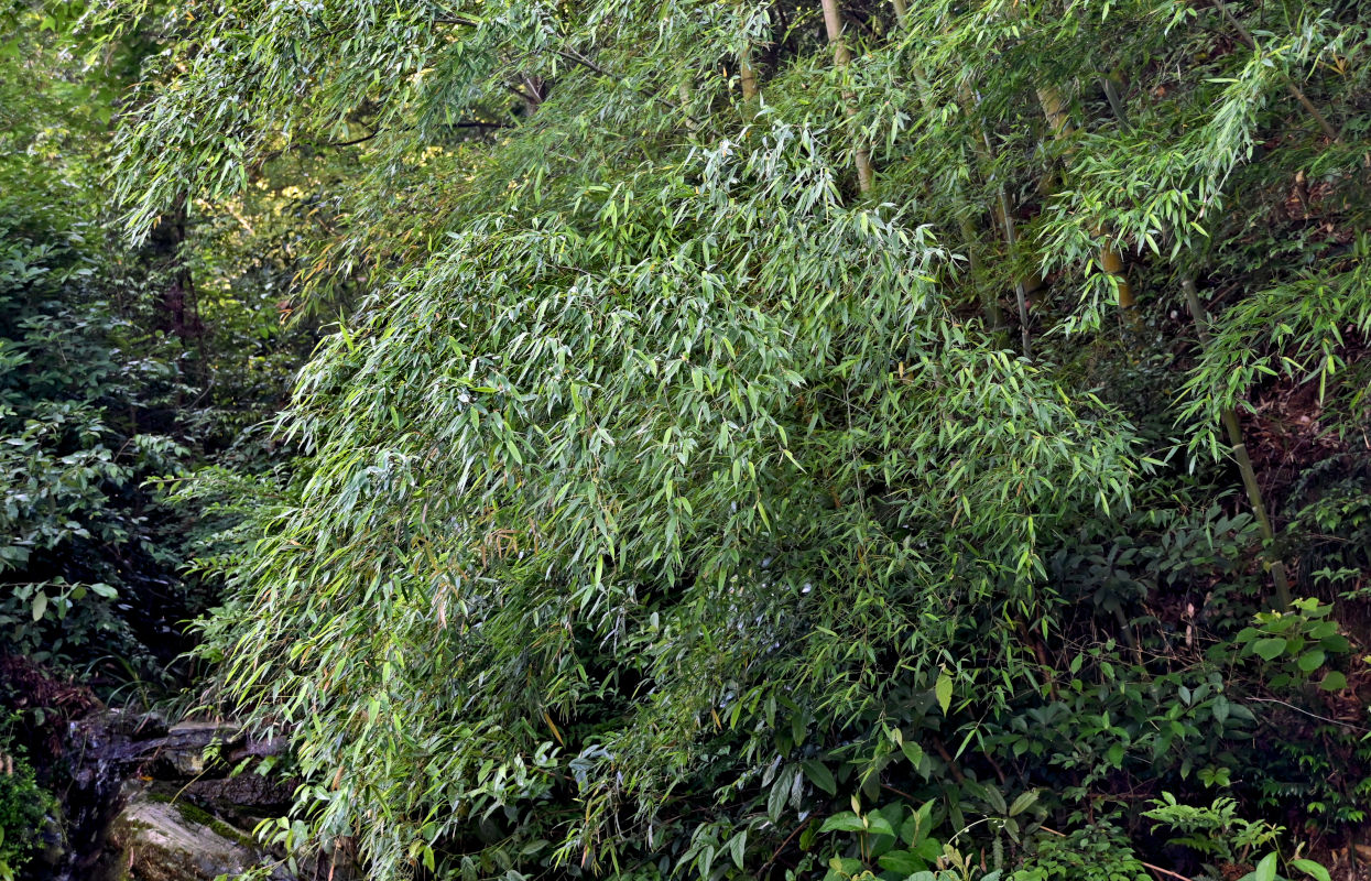 Изображение особи Phyllostachys pubescens.