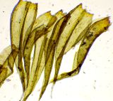 Image of taxon representative. Author is Денис Мирин