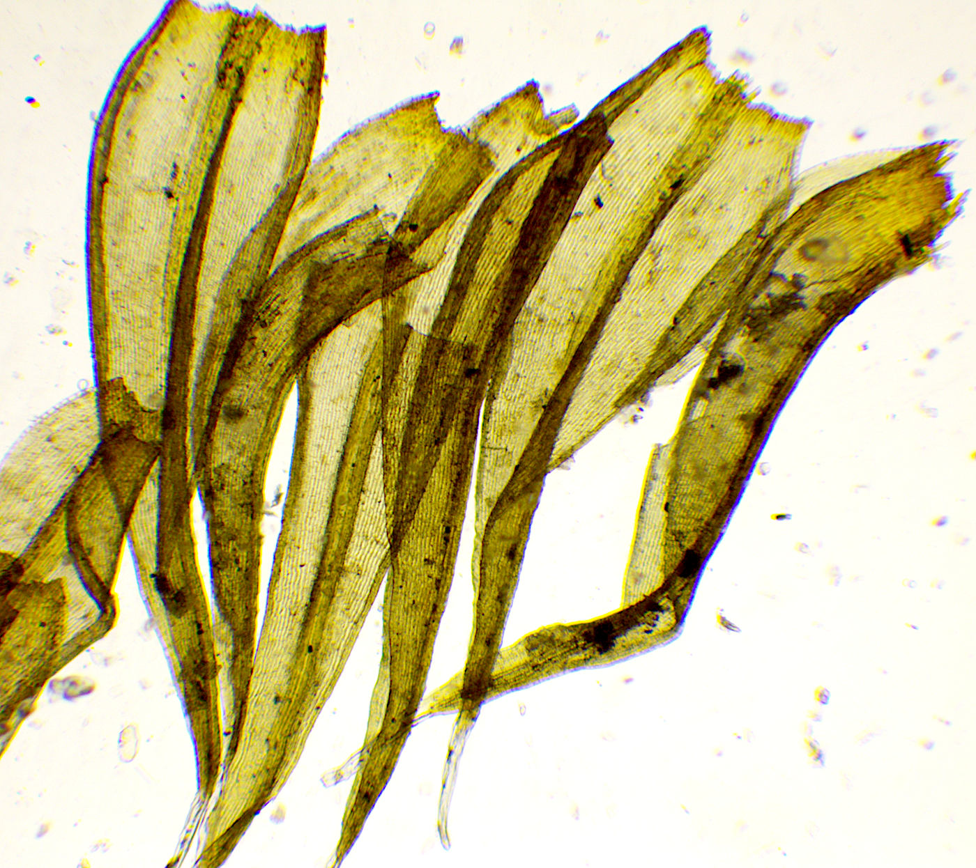 Image of Bucklandiella microcarpa specimen.