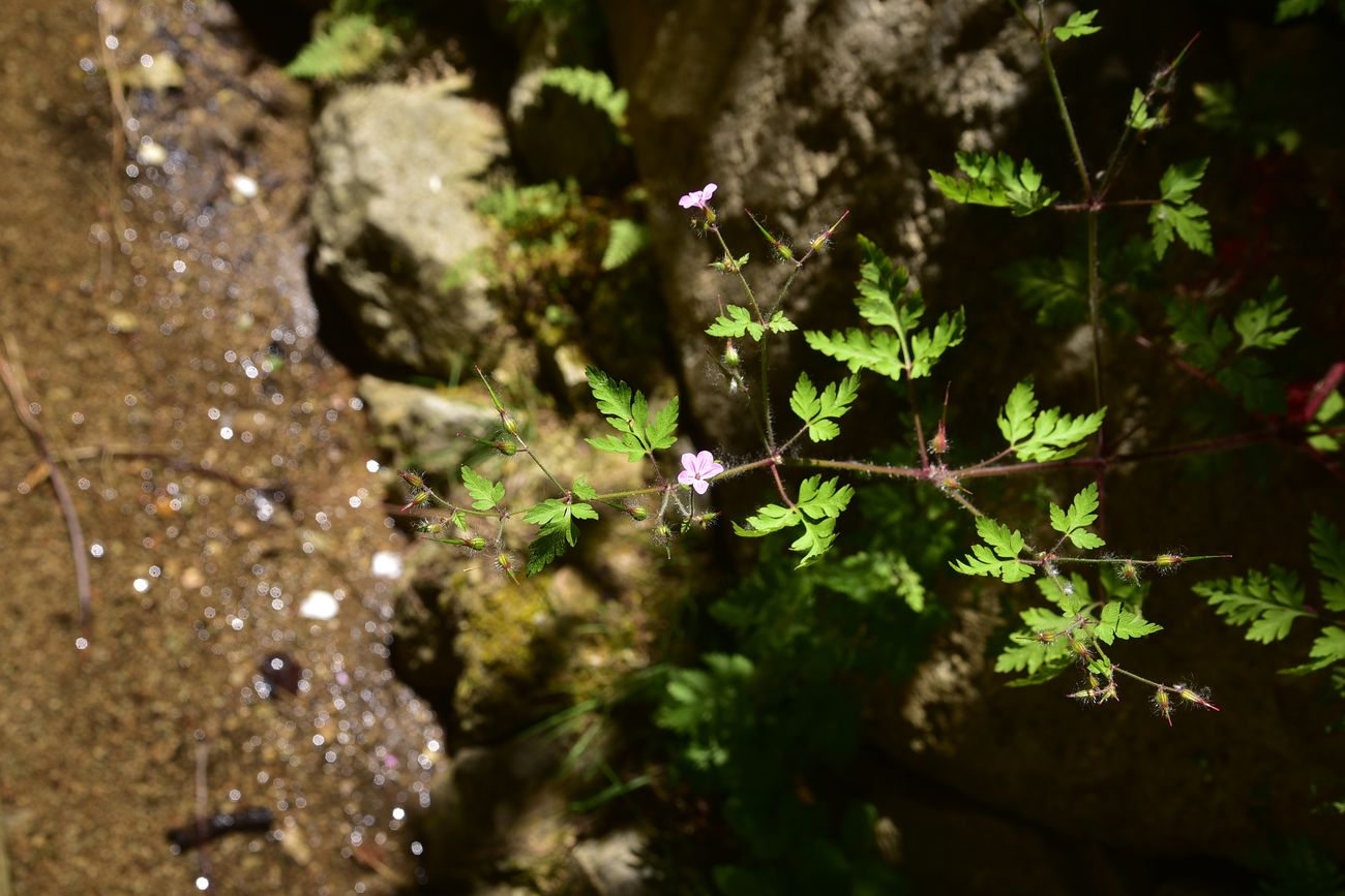 Изображение особи Geranium robertianum.