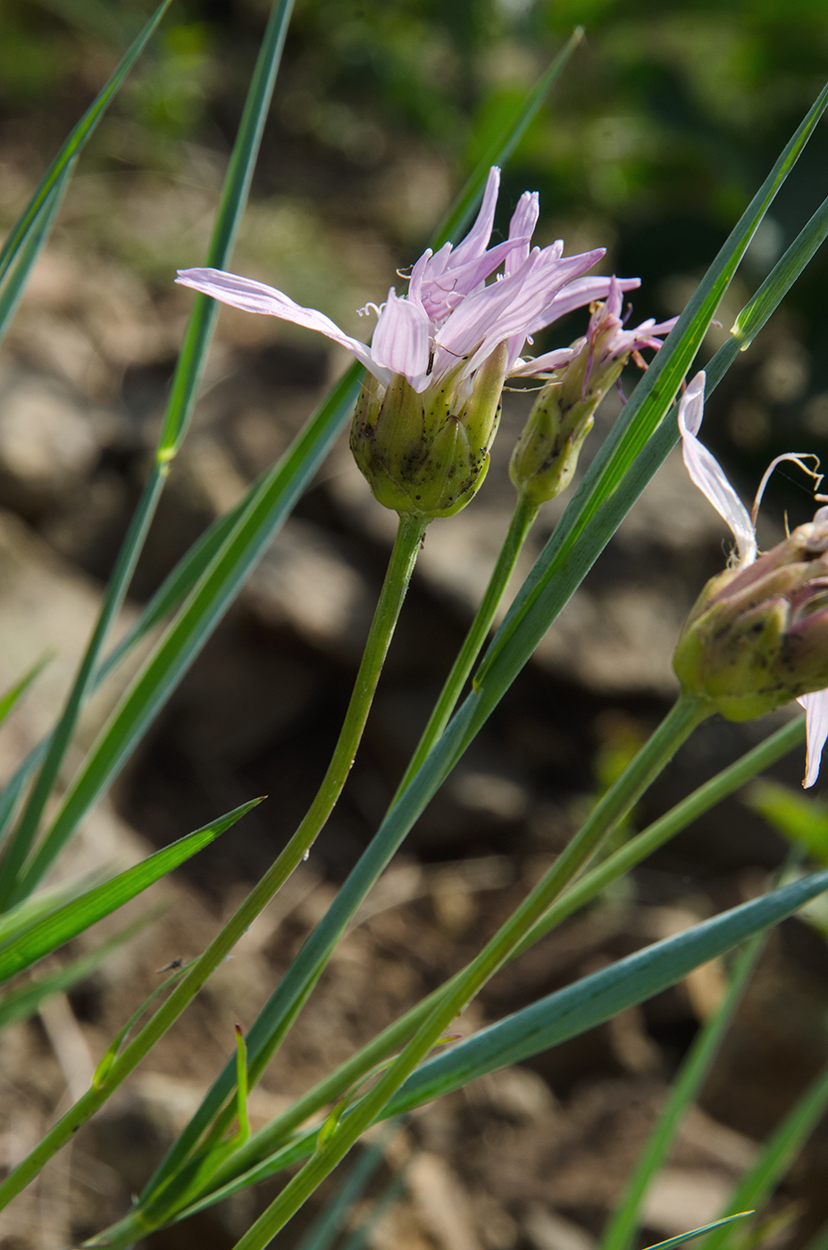 Изображение особи Scorzonera purpurea.
