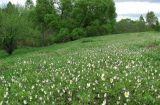 Viola arvensis