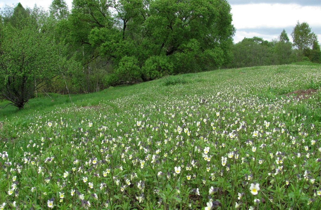 Изображение особи Viola arvensis.