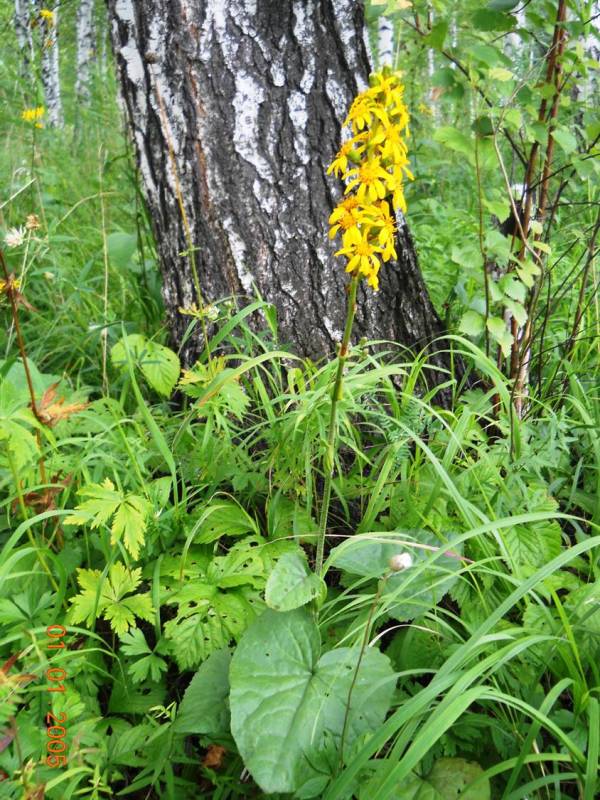 Image of Ligularia sibirica specimen.