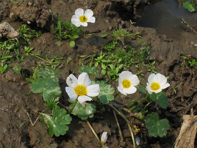 Изображение особи Ranunculus peltatus.