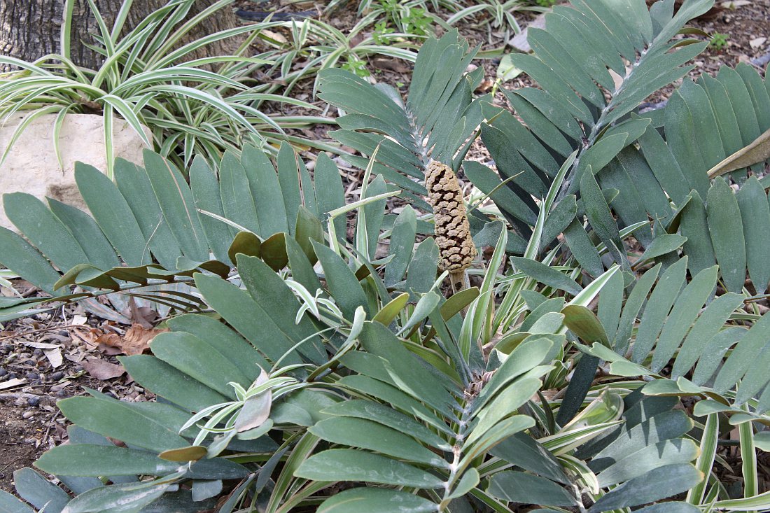 Image of Zamia furfuracea specimen.