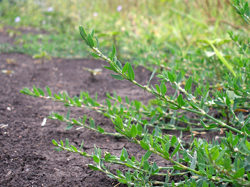 Изображение особи Polygonum arenastrum.