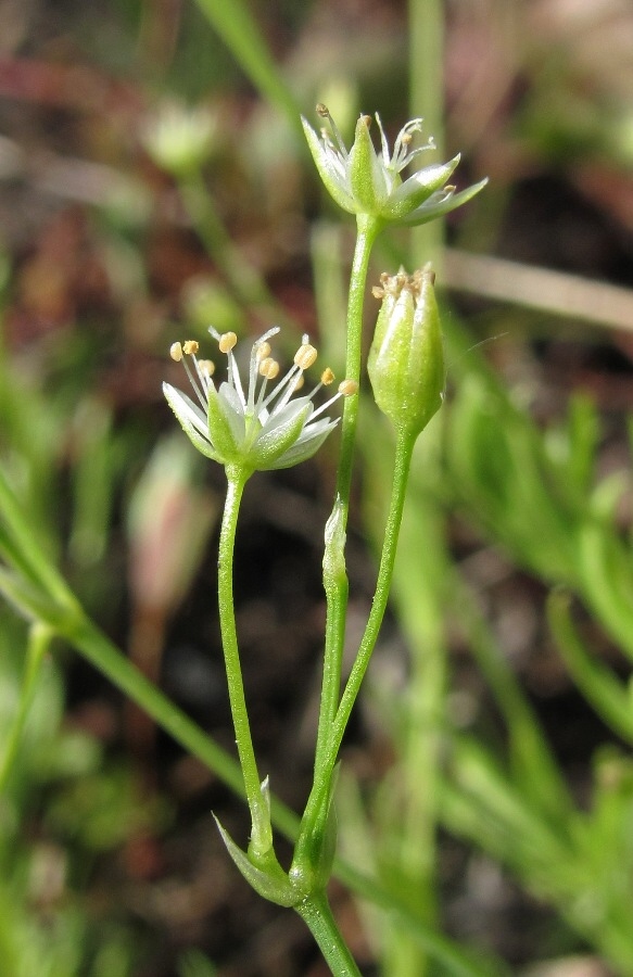 Image of Stellaria longifolia specimen.