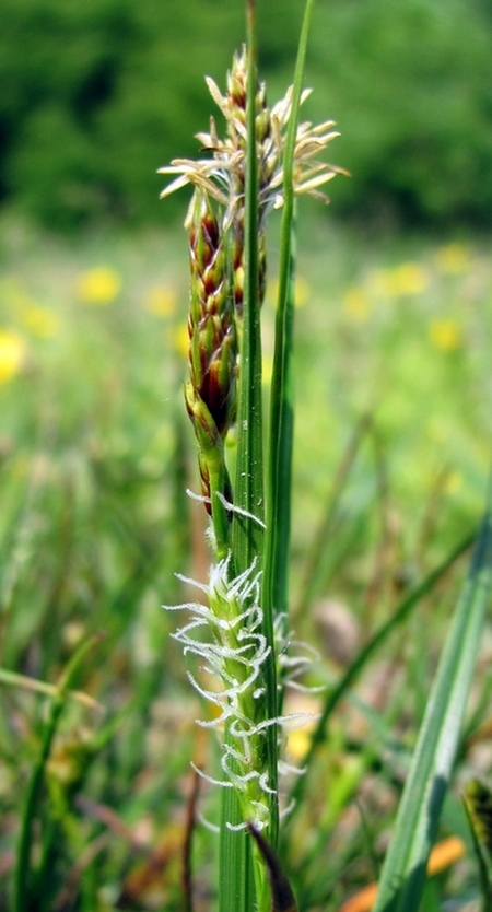 Изображение особи Carex hirta.