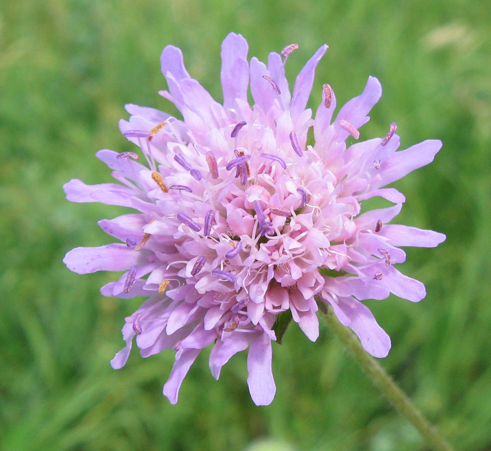 Image of Knautia arvensis specimen.