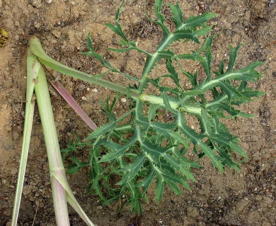 Изображение особи Eryngium campestre.