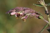 Odontites vulgaris