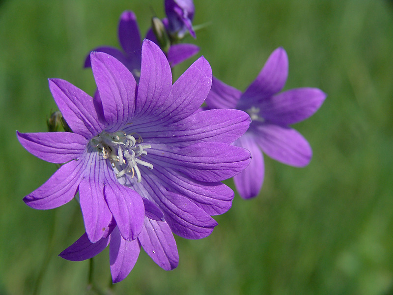 Image of Campanula patula specimen.