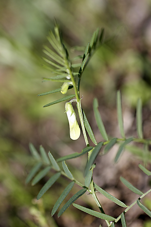 Изображение особи Vicia michauxii.