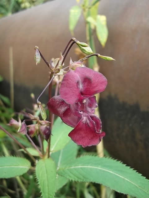 Image of Impatiens glandulifera specimen.