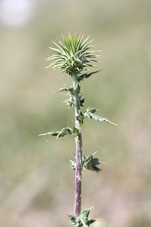 Image of genus Cousinia specimen.