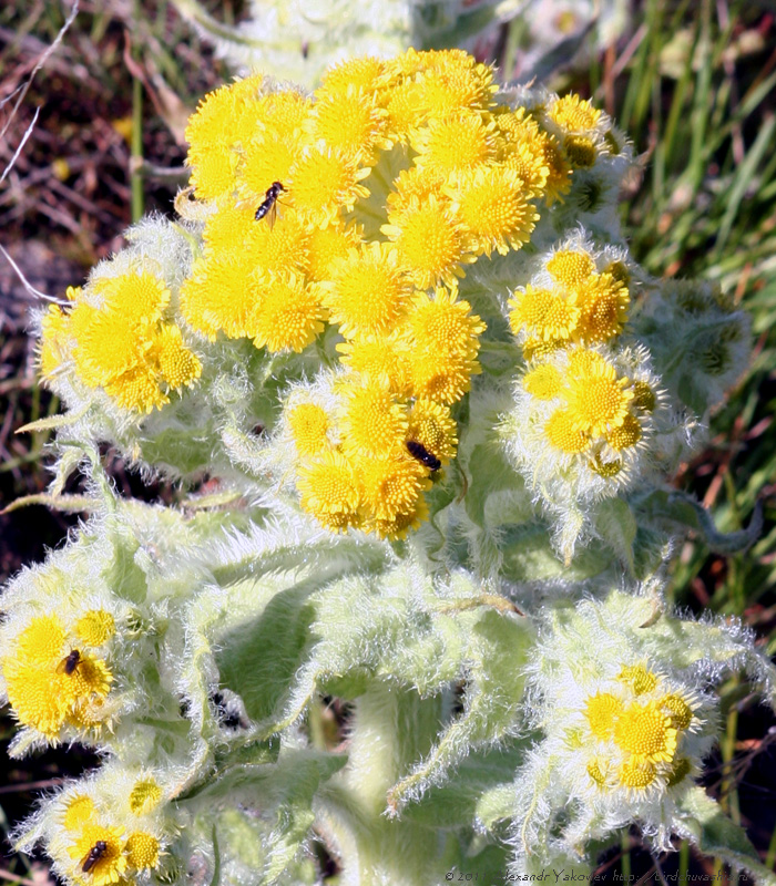 Изображение особи Tephroseris palustris.