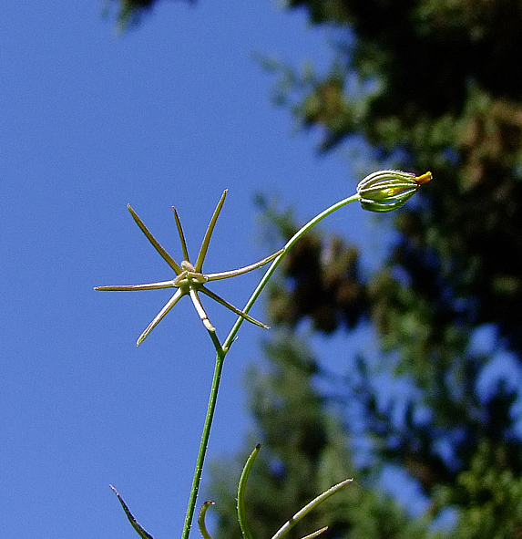 Изображение особи Rhagadiolus edulis.