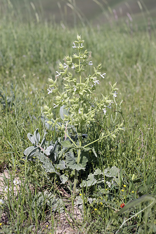 Image of Salvia macrosiphon specimen.