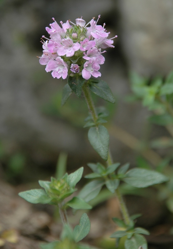 Изображение особи Thymus seravschanicus.