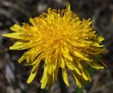 Taraxacum ostenfeldii. Соцветие-корзинка. Окрестности Санкт-Петербурга, нижняя часть склона Кирхгофской возвышенности, низкотравный замоховелый кальцефитный луг. 14.05.2011.