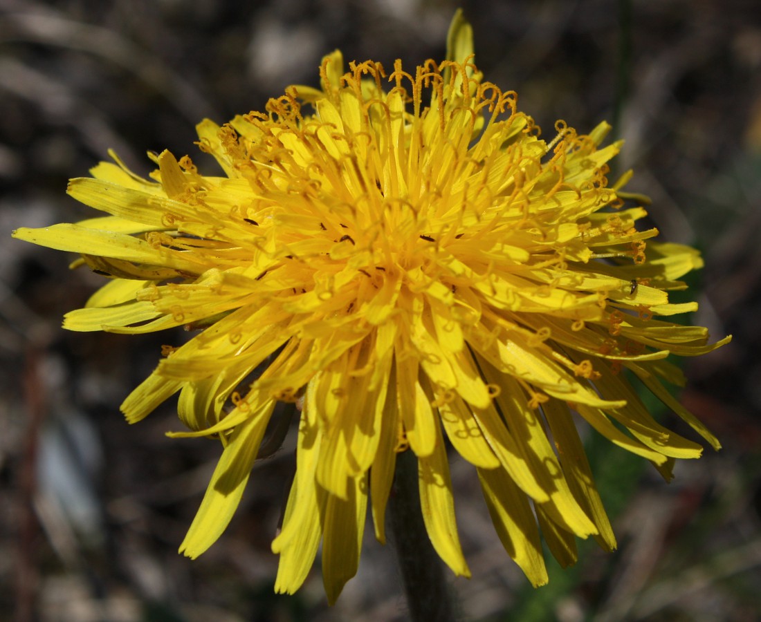 Изображение особи Taraxacum ostenfeldii.