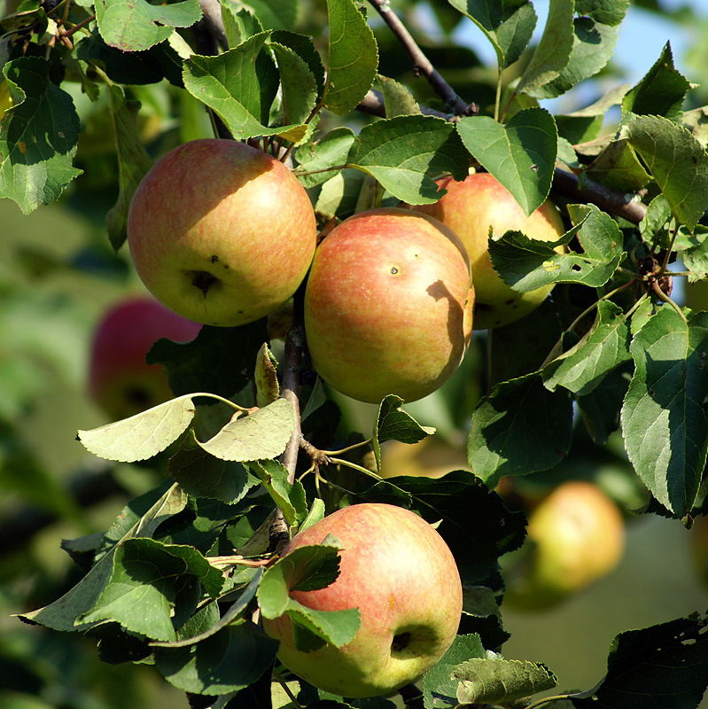 Изображение особи Malus domestica.