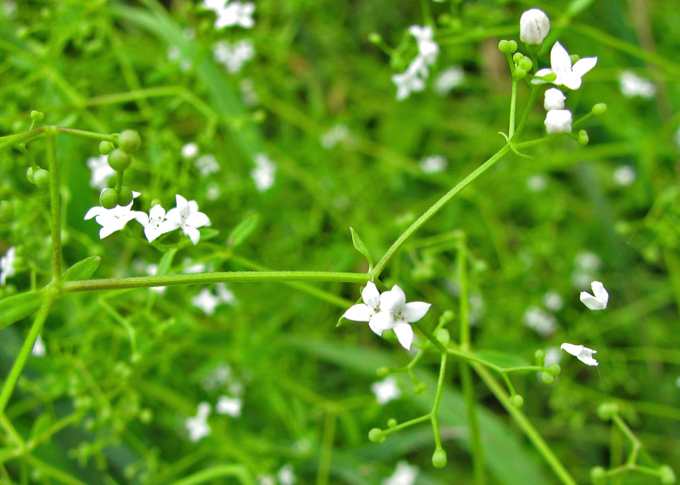 Image of Galium palustre specimen.