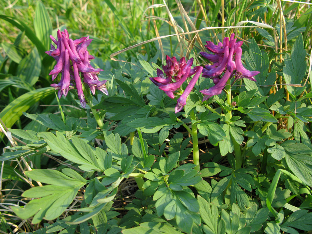 Image of Corydalis gigantea specimen.