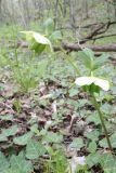 Helleborus caucasicus