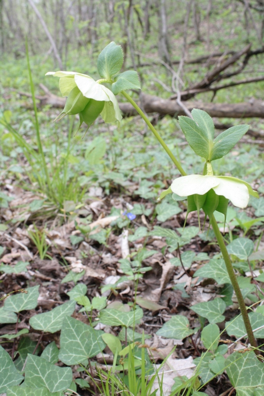 Image of Helleborus caucasicus specimen.